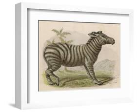 Zebra-Brittan-Framed Art Print