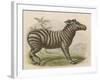 Zebra-Brittan-Framed Art Print