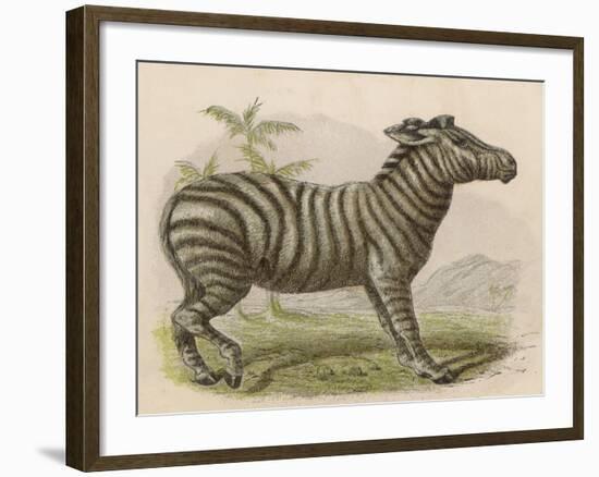 Zebra-Brittan-Framed Art Print