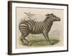 Zebra-Brittan-Framed Art Print