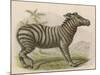 Zebra-Brittan-Mounted Art Print