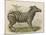 Zebra-Brittan-Mounted Art Print