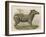 Zebra-Brittan-Framed Art Print