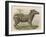 Zebra-Brittan-Framed Art Print