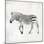 Zebra-OnRei-Mounted Art Print