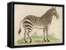 Zebra-null-Framed Stretched Canvas