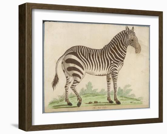 Zebra-null-Framed Art Print