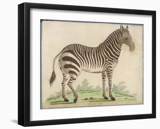 Zebra-null-Framed Art Print