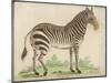 Zebra-null-Mounted Art Print