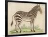 Zebra-null-Framed Art Print