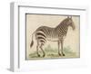 Zebra-null-Framed Art Print