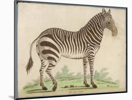 Zebra-null-Mounted Art Print