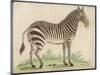 Zebra-null-Mounted Art Print