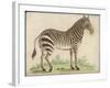 Zebra-null-Framed Art Print