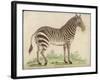 Zebra-null-Framed Art Print