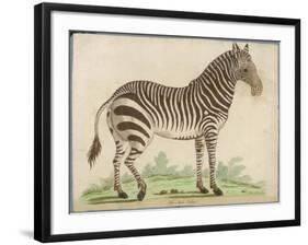 Zebra-null-Framed Art Print