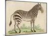 Zebra-null-Mounted Art Print