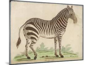 Zebra-null-Mounted Art Print