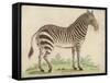 Zebra-null-Framed Stretched Canvas