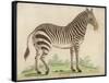 Zebra-null-Framed Stretched Canvas