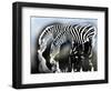 zebra-Whoartnow-Framed Giclee Print