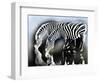 zebra-Whoartnow-Framed Giclee Print