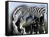 zebra-Whoartnow-Framed Stretched Canvas