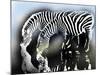 zebra-Whoartnow-Mounted Giclee Print