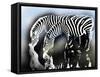 zebra-Whoartnow-Framed Stretched Canvas