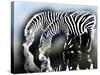 zebra-Whoartnow-Stretched Canvas