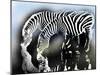 zebra-Whoartnow-Mounted Giclee Print