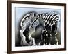 zebra-Whoartnow-Framed Giclee Print