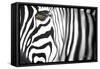 Zebra-Cherie Roe Dirksen-Framed Stretched Canvas