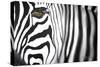 Zebra-Cherie Roe Dirksen-Stretched Canvas