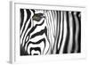 Zebra-Cherie Roe Dirksen-Framed Giclee Print