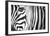 Zebra-Cherie Roe Dirksen-Framed Giclee Print