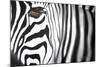 Zebra-Cherie Roe Dirksen-Mounted Giclee Print