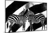 Zebra-Ata Alishahi-Mounted Giclee Print