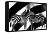 Zebra-Ata Alishahi-Framed Stretched Canvas