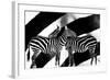 Zebra-Ata Alishahi-Framed Giclee Print