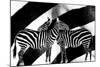 Zebra-Ata Alishahi-Mounted Giclee Print