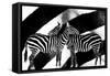 Zebra-Ata Alishahi-Framed Stretched Canvas