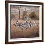 Zebra-David Knowlton-Framed Giclee Print