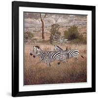 Zebra-David Knowlton-Framed Giclee Print