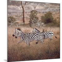 Zebra-David Knowlton-Mounted Giclee Print