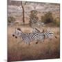 Zebra-David Knowlton-Mounted Giclee Print