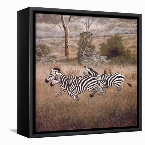 Zebra-David Knowlton-Framed Stretched Canvas