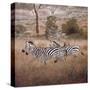 Zebra-David Knowlton-Stretched Canvas