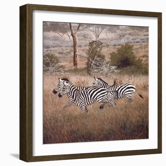 Zebra-David Knowlton-Framed Giclee Print