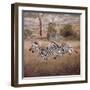 Zebra-David Knowlton-Framed Giclee Print